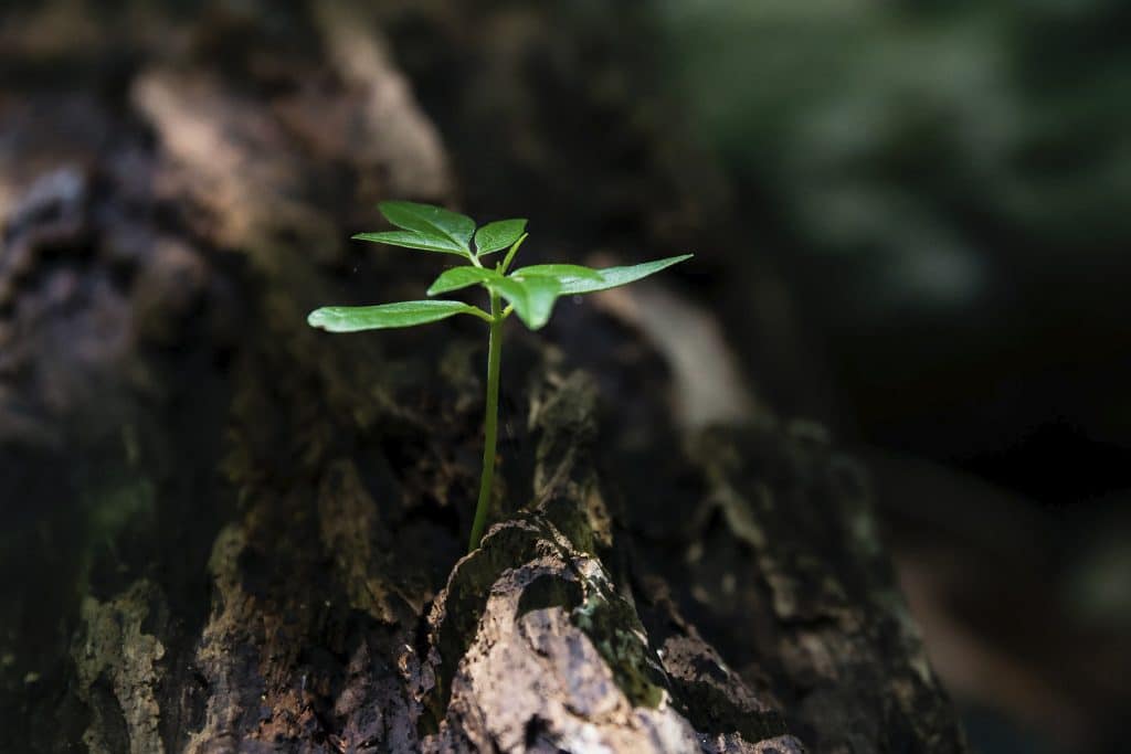 Los delitos contra los recursos naturales y el Medio Ambiente cometido por las personas jurídicas