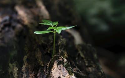 Los delitos contra los recursos naturales y el Medio Ambiente cometido por las personas jurídicas